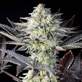 Zoap Rosé > Kannabia Seeds